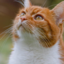 https://upforme.ru/uploads/001a/f4/24/709/593236.png