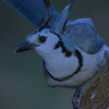 https://upforme.ru/uploads/001a/f4/24/758/431597.png