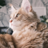 https://upforme.ru/uploads/001a/f4/24/763/820844.png