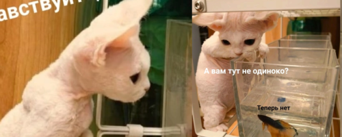 https://upforme.ru/uploads/001a/f4/24/783/574028.png