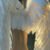 https://upforme.ru/uploads/001a/f4/24/879/841532.png