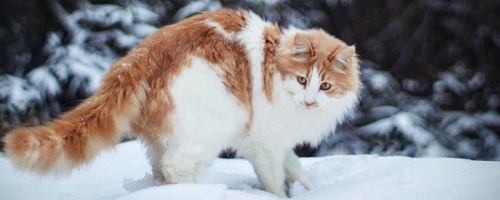 https://upforme.ru/uploads/001a/f4/24/885/207133.png