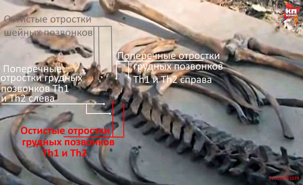 https://upforme.ru/uploads/001a/f5/a1/2/t35853.jpg