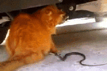 https://upforme.ru/uploads/001b/01/b3/38/t445151.gif