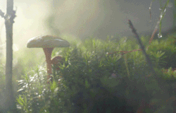 https://upforme.ru/uploads/001b/0a/8d/60/t132423.gif