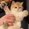 https://upforme.ru/uploads/001b/0f/31/2/302939.gif