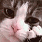 https://upforme.ru/uploads/001b/0f/31/2/519561.gif