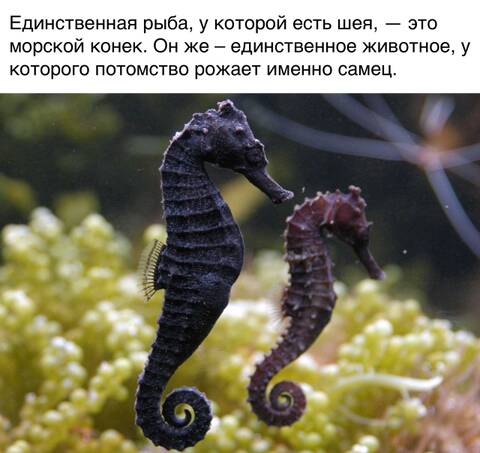 ��� �����? #8