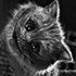 https://upforme.ru/uploads/001b/16/97/896/899783.gif