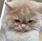 https://upforme.ru/uploads/001b/25/aa/2/94277.png