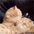 https://upforme.ru/uploads/001b/2a/fc/4/896158.gif