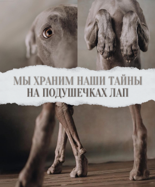 https://upforme.ru/uploads/001b/2c/56/2/872333.png