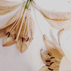 https://upforme.ru/uploads/001b/2e/0d/102/166510.png