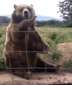 https://upforme.ru/uploads/001b/2e/23/16/t661613.gif