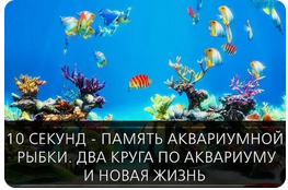 https://upforme.ru/uploads/001b/3f/63/2/t219668.png