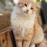 https://upforme.ru/uploads/001b/45/b2/23/t843411.jpg