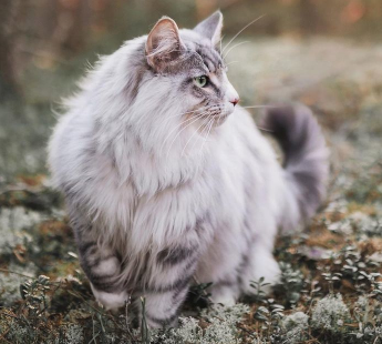 https://upforme.ru/uploads/001b/45/b2/31/263659.png