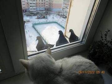 https://upforme.ru/uploads/001b/4f/36/11/t20833.jpg