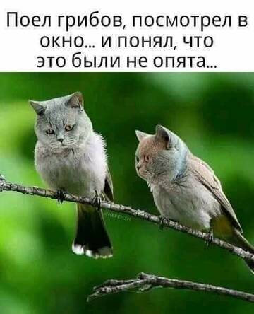 https://upforme.ru/uploads/001b/4f/36/25/t25349.jpg