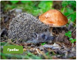 https://upforme.ru/uploads/001b/4f/36/31/t232587.png