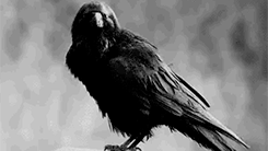 https://upforme.ru/uploads/001b/57/cc/2/984672.gif