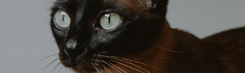 https://upforme.ru/uploads/001b/5e/ca/14/339036.png