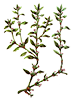 https://upforme.ru/uploads/001b/65/49/2/237373.png