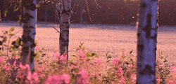 https://upforme.ru/uploads/001b/70/af/7/317909.gif