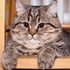 https://upforme.ru/uploads/001b/71/f6/6/591308.png
