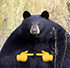 https://upforme.ru/uploads/001b/71/f6/6/t686323.png