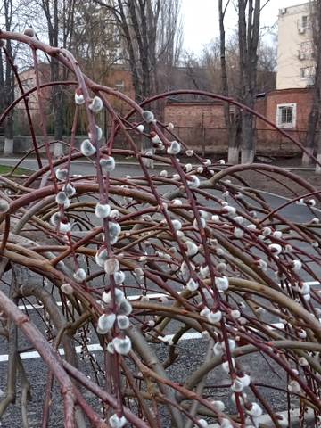 https://upforme.ru/uploads/001b/73/95/5/t316902.jpg