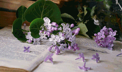 https://upforme.ru/uploads/001b/78/50/438/t415874.gif