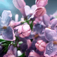 https://upforme.ru/uploads/001b/87/f4/4/t470244.gif