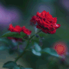https://upforme.ru/uploads/001b/88/36/2/357580.gif