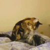 https://upforme.ru/uploads/001b/8c/87/274/262888.gif