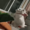 https://upforme.ru/uploads/001b/8c/87/274/315394.gif