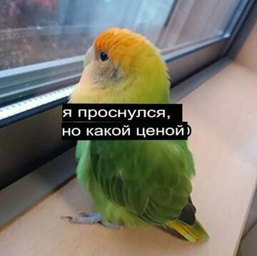 https://upforme.ru/uploads/001b/8c/87/456/t21124.jpg