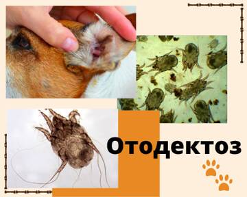 https://upforme.ru/uploads/001b/8e/2e/2/t536595.jpg