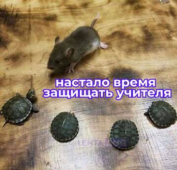 https://upforme.ru/uploads/001b/92/d8/385/t92656.jpg