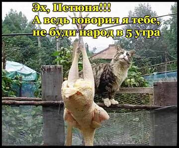 https://upforme.ru/uploads/001b/95/85/160/t373773.jpg