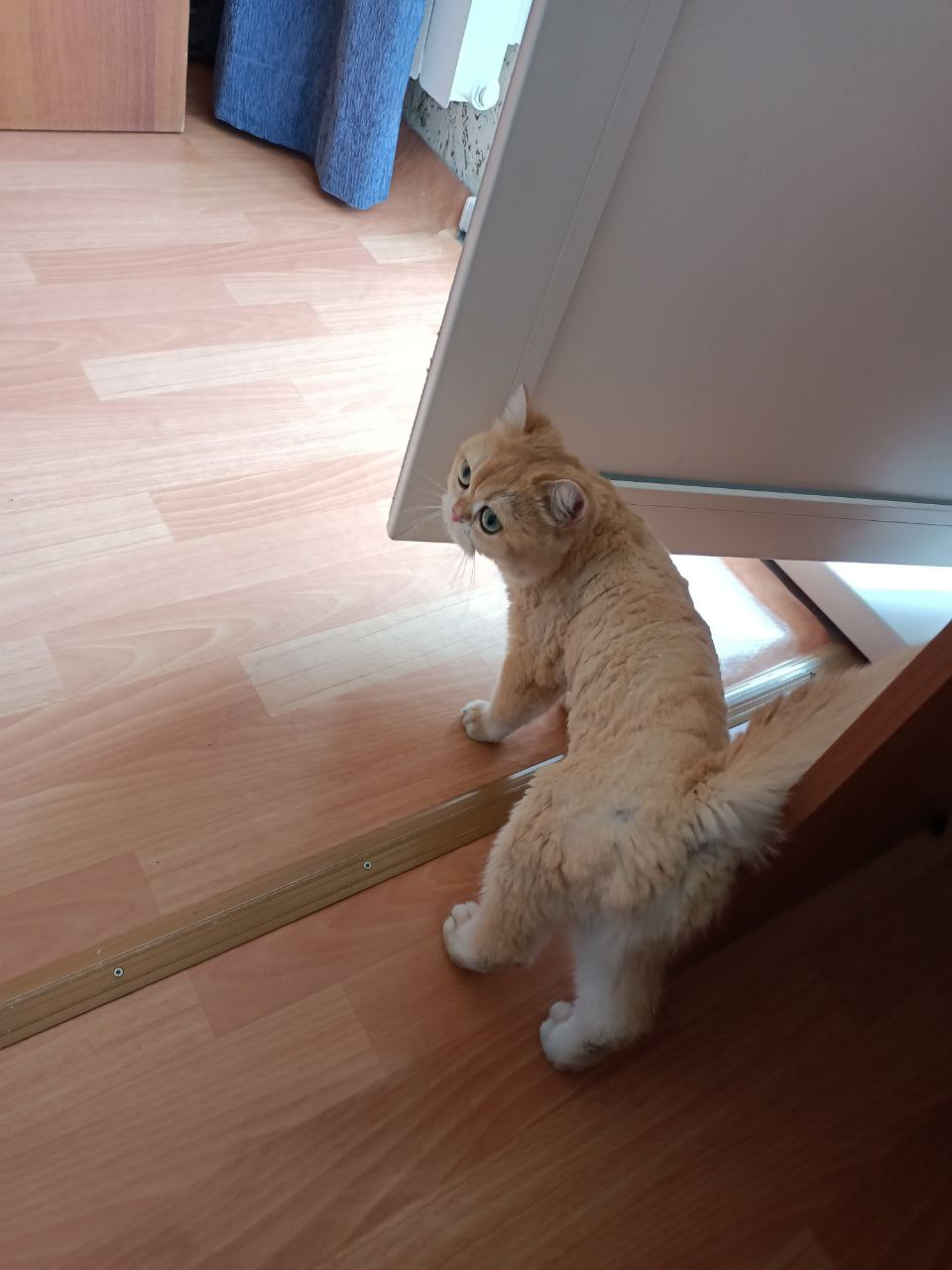 https://upforme.ru/uploads/001b/97/ef/11/509890.png