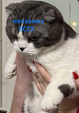 https://upforme.ru/uploads/001b/97/ef/11/875363.png