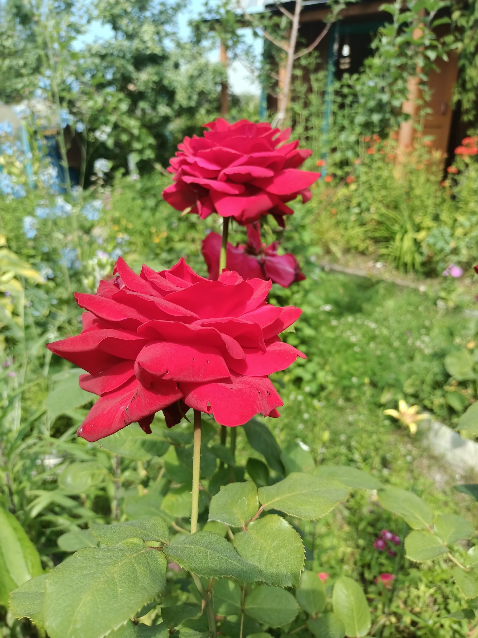 https://upforme.ru/uploads/001b/97/ef/11/936719.jpg
