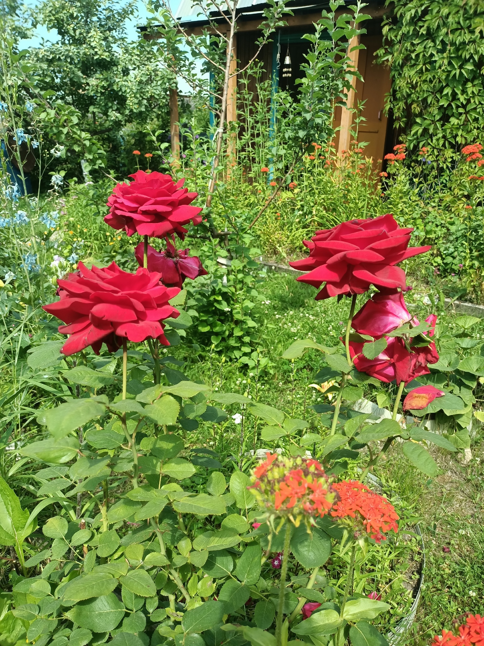 https://upforme.ru/uploads/001b/97/ef/11/947490.jpg