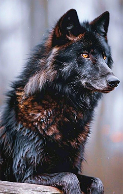 https://upforme.ru/uploads/001b/a1/c4/118/813150.jpg