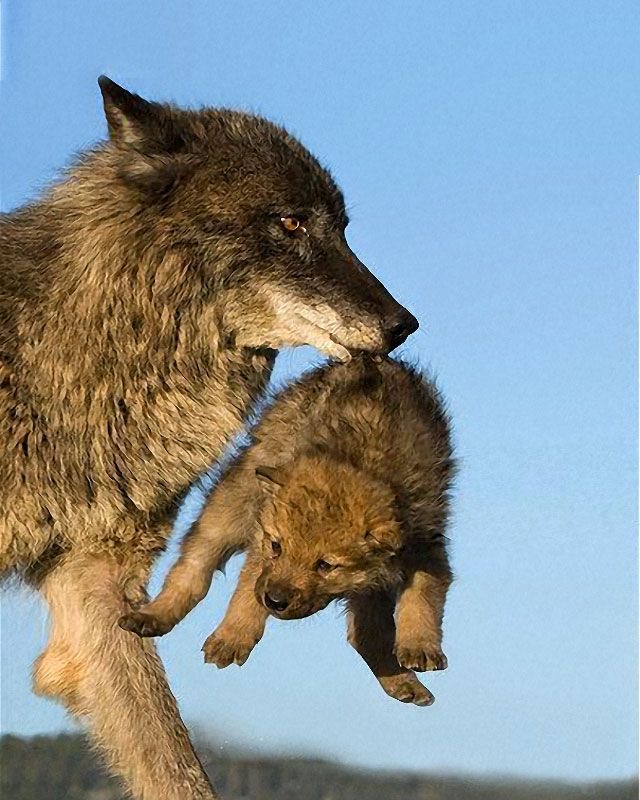 https://upforme.ru/uploads/001b/a1/c4/154/622133.jpg