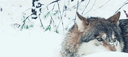 https://upforme.ru/uploads/001b/a1/c4/16/729305.gif