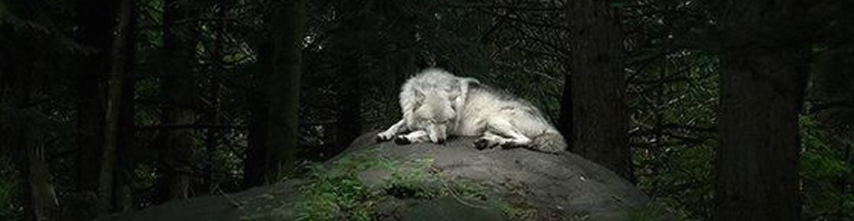 https://upforme.ru/uploads/001b/a1/c4/51/409066.png