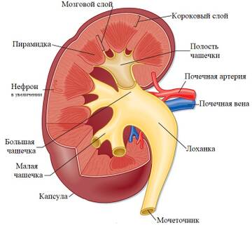 https://upforme.ru/uploads/001b/a3/de/2/t110638.jpg