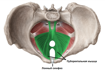 https://upforme.ru/uploads/001b/a3/de/2/t27082.png